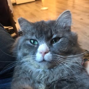 Meet your Posher, Brook